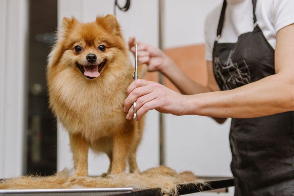 Petco Grooming