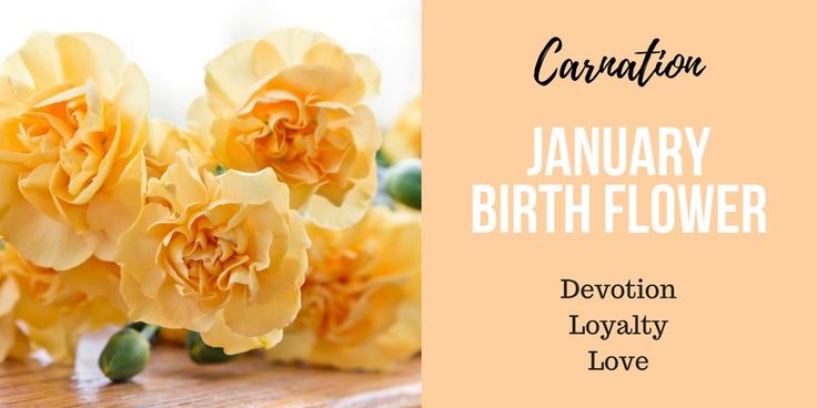 January Birth Flower