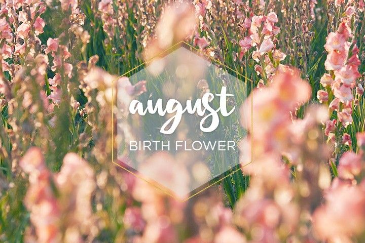 August Birth Flower