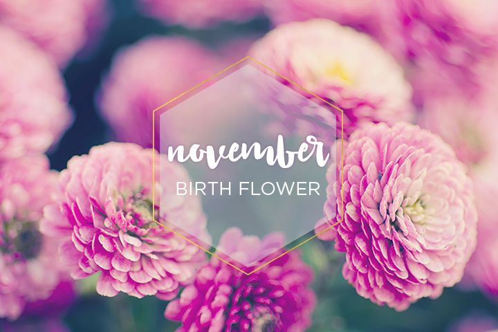 November birth flower