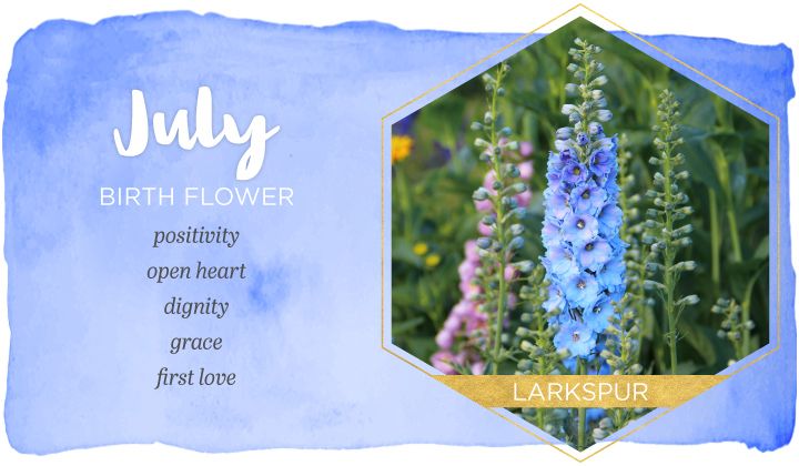 July Birth Flower