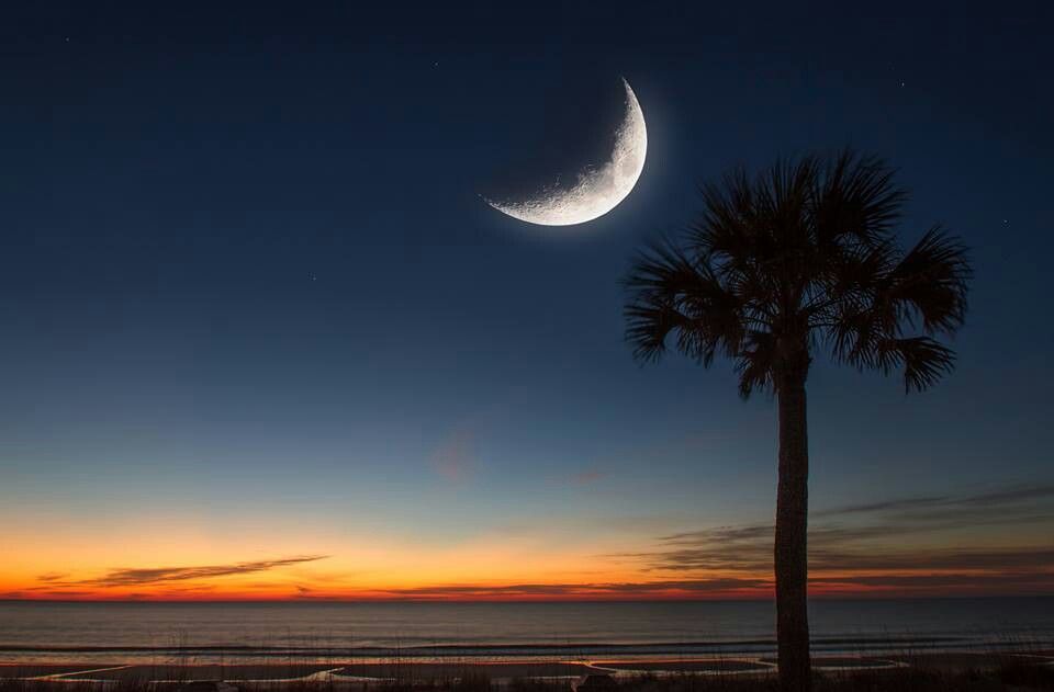 palmetto moon