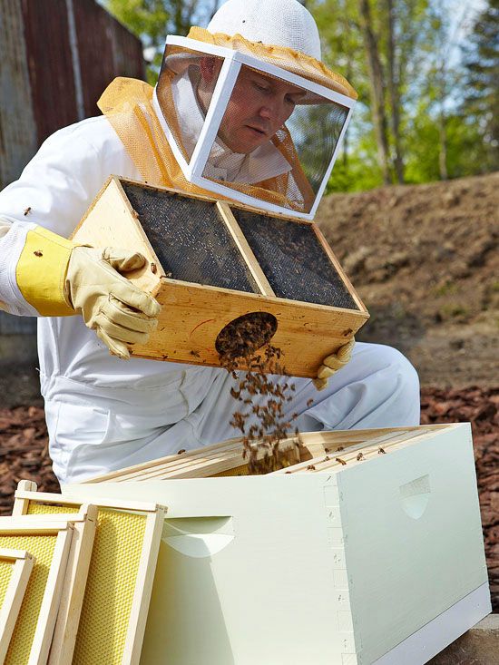 Beginning Beekeeping Kits for Sale: Your Guide to Starting a Buzzing Hobby