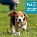 Fetch Pet Insurance: What You Need to Know