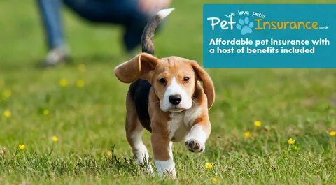 Fetch Pet Insurance: What You Need to Know