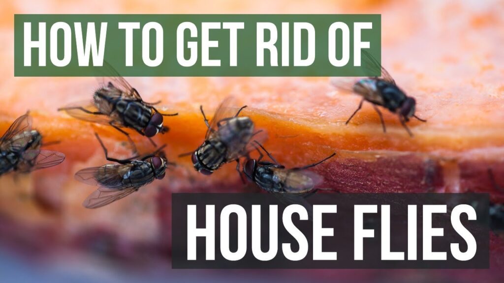 How to Get Rid of Fruit Flies