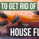 How to Get Rid of Fruit Flies