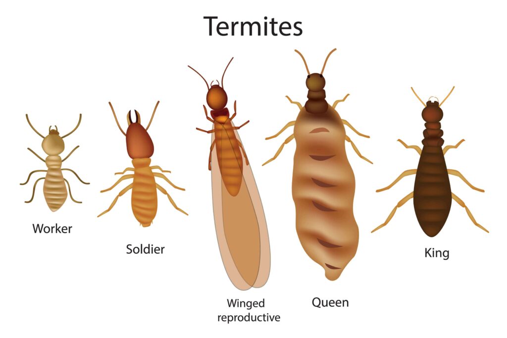 what Do termites look like