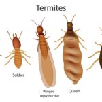 what Do termites look like