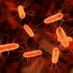 Lake Anna Virginia E. Coli Outbreak