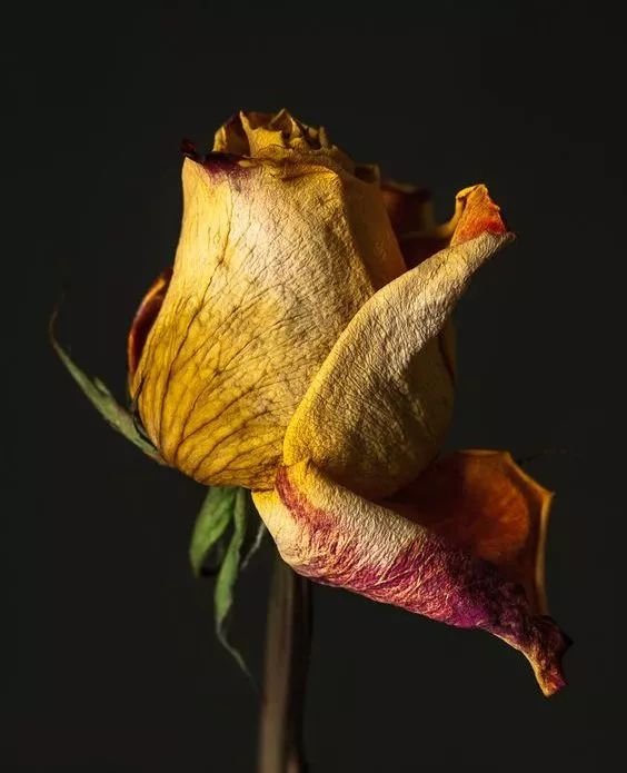 Tears on a Withered Flower: A Symbolic Exploration